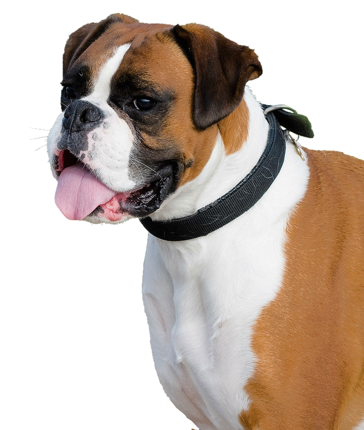 Tongue Boxer Dog Out Free Transparent Image HQ Transparent PNG Image