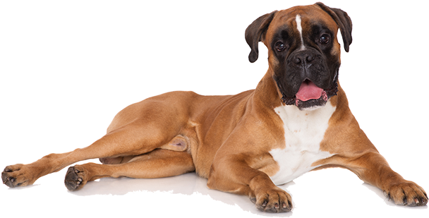 Brown Boxer Dog Free Transparent Image HQ Transparent PNG Image