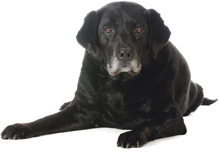 Black Dog Sitting Free Download PNG HQ Transparent PNG Image