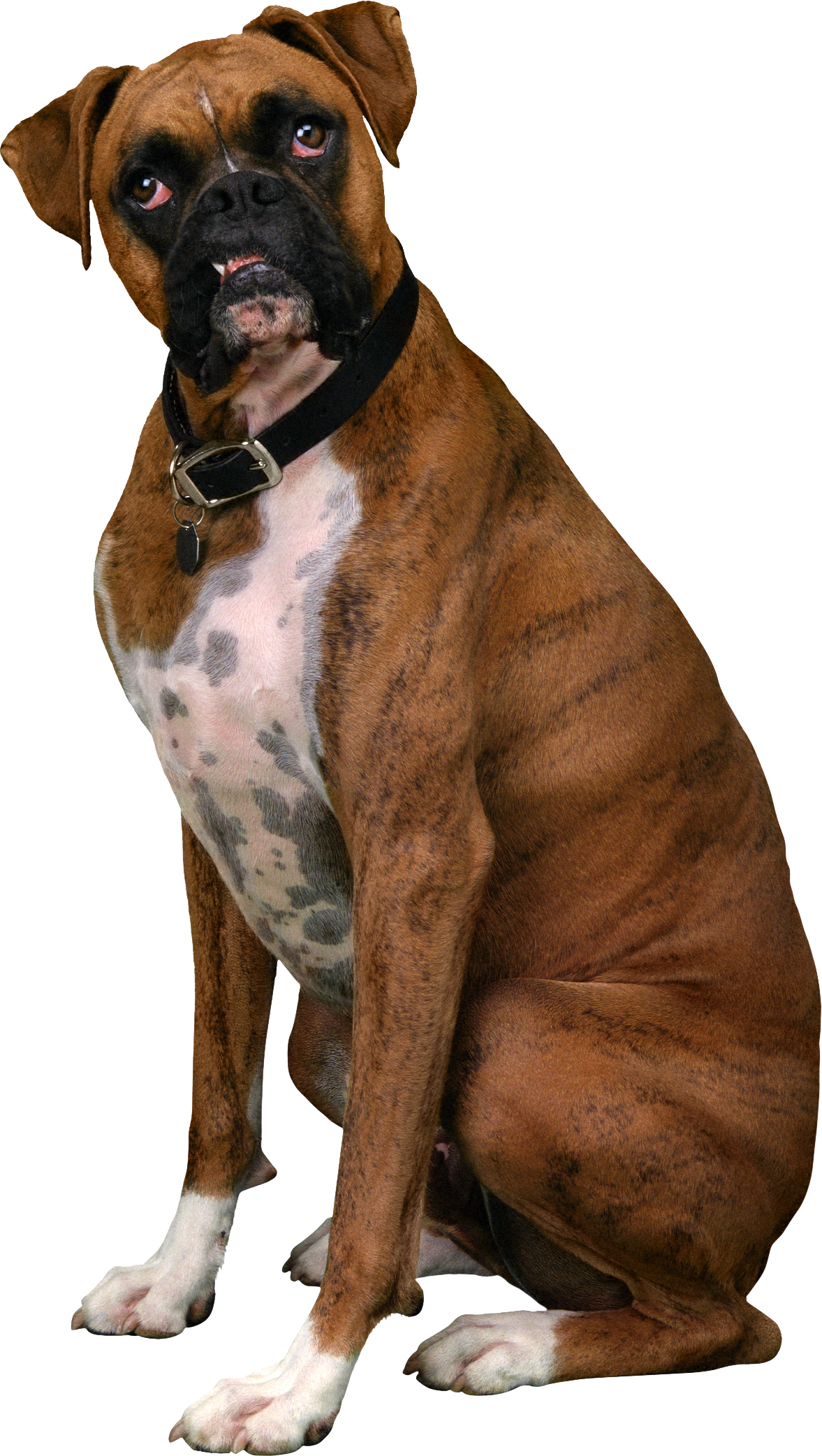 Boxer Dog Sitting Free Clipart HQ Transparent PNG Image