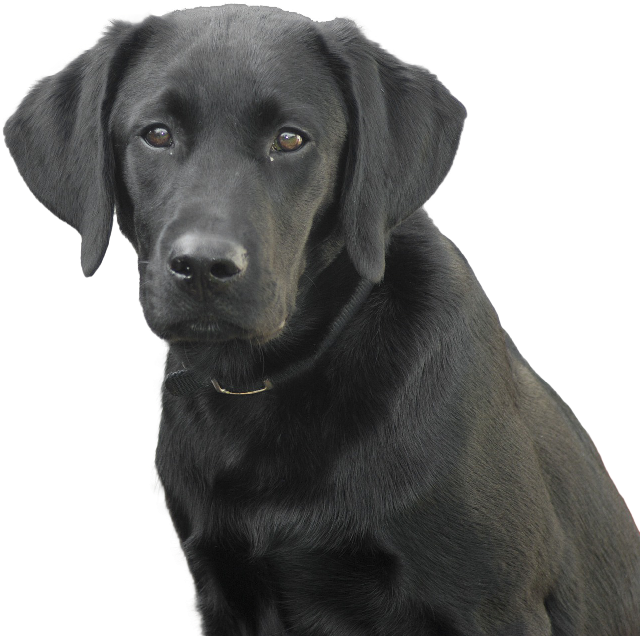 Black Labrador Dog Free Clipart HQ Transparent PNG Image