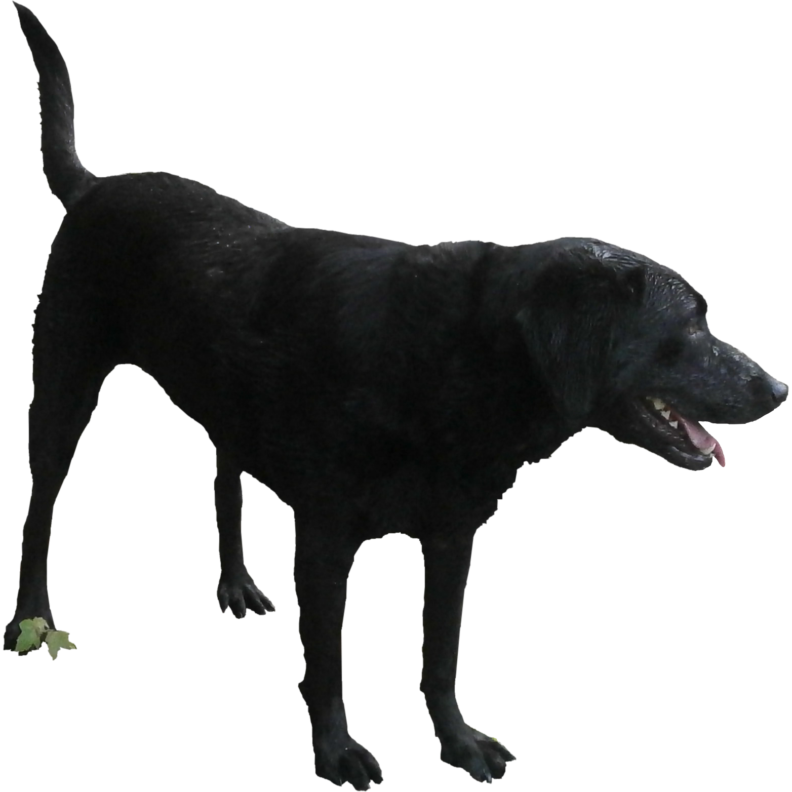 Standing Black Labrador Dog Free Download PNG HQ Transparent PNG Image