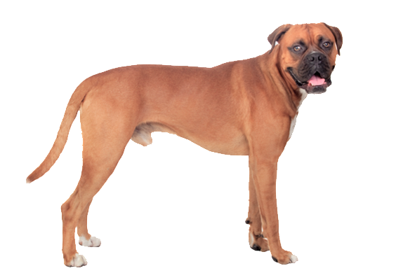 Standing Boxer Dog Download Free Image Transparent PNG Image