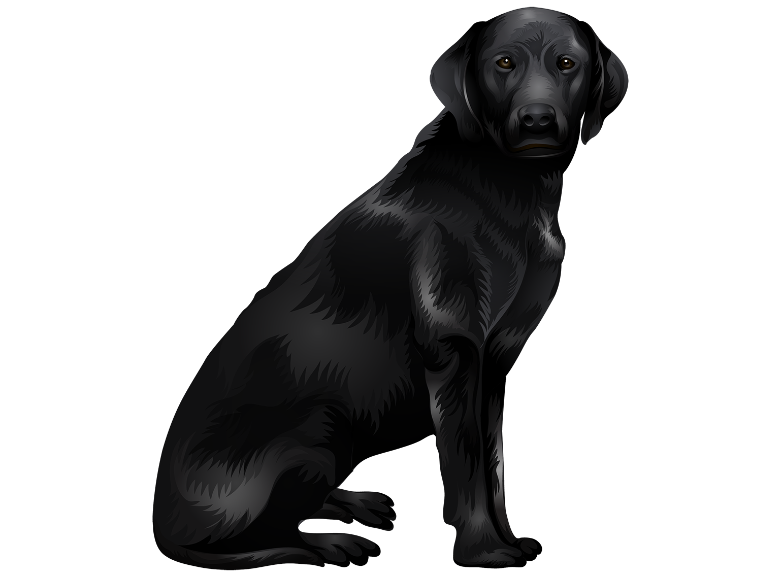 Vector Black Labrador Dog PNG Free Photo Transparent PNG Image