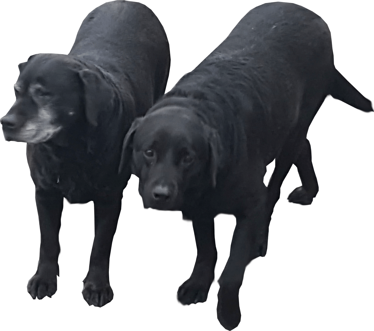 Couple Black Dog Free Photo Transparent PNG Image