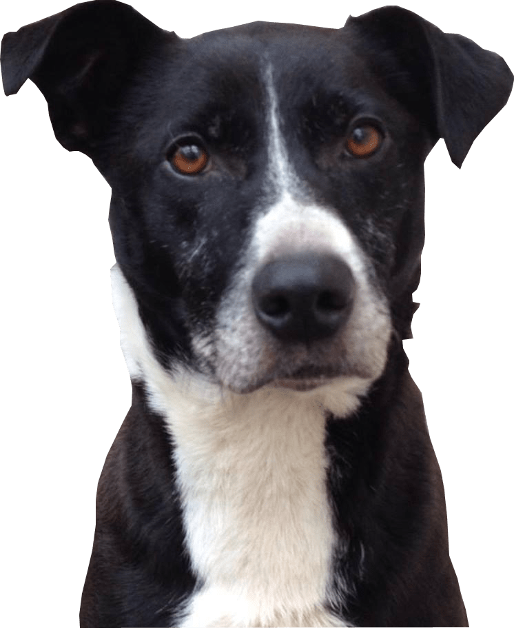 Head Black Dog Free Photo Transparent PNG Image