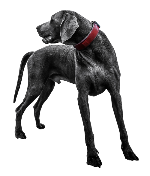 Legs Black Dog Long PNG Image High Quality Transparent PNG Image