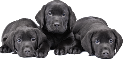 Puppies Black Dog Free Clipart HQ Transparent PNG Image