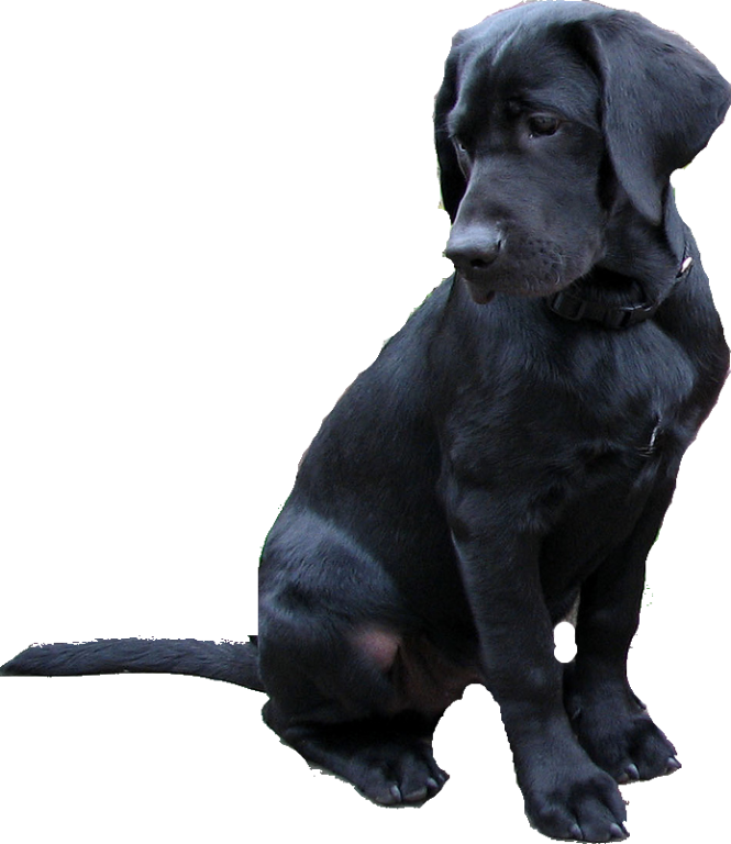 Black Labrador Dog Free Clipart HQ Transparent PNG Image