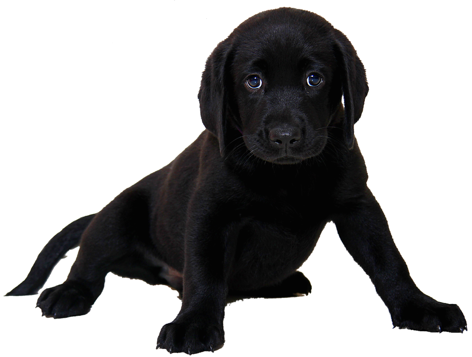 Pup Black Labrador Dog Free Photo Transparent PNG Image