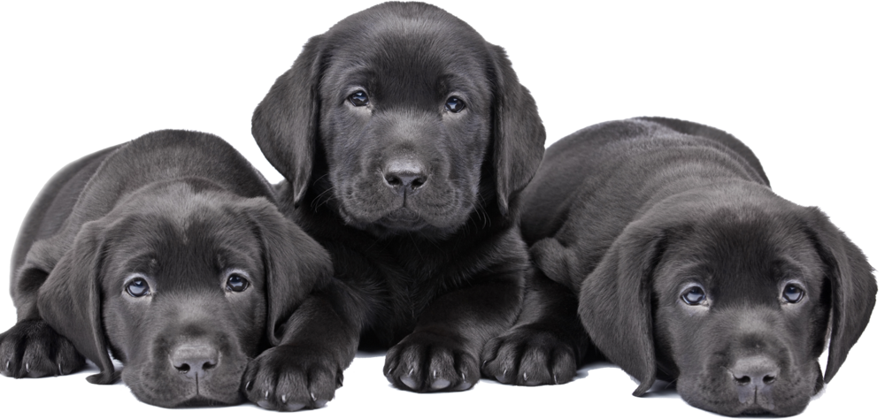 Puppies Black Labrador Dog Free Clipart HQ Transparent PNG Image