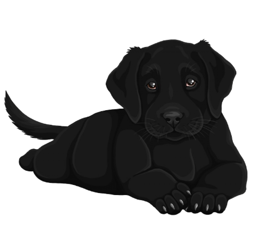 Puppy Black Labrador Dog HD Image Free Transparent PNG Image