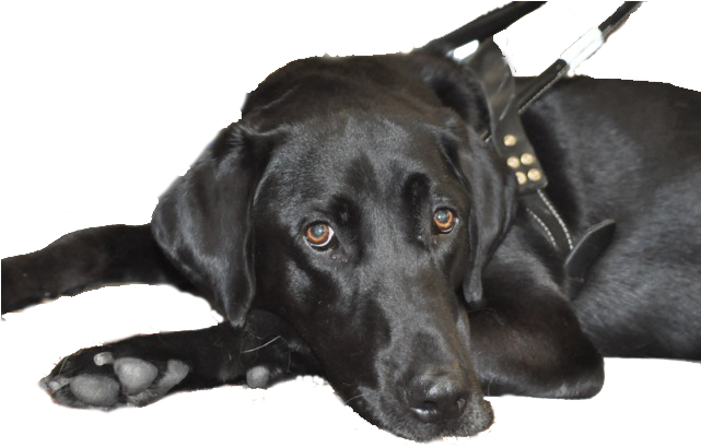 Retriever Black Labrador Dog Free Clipart HQ Transparent PNG Image