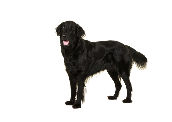 Standing Black Labrador Dog Free Download Image Transparent PNG Image