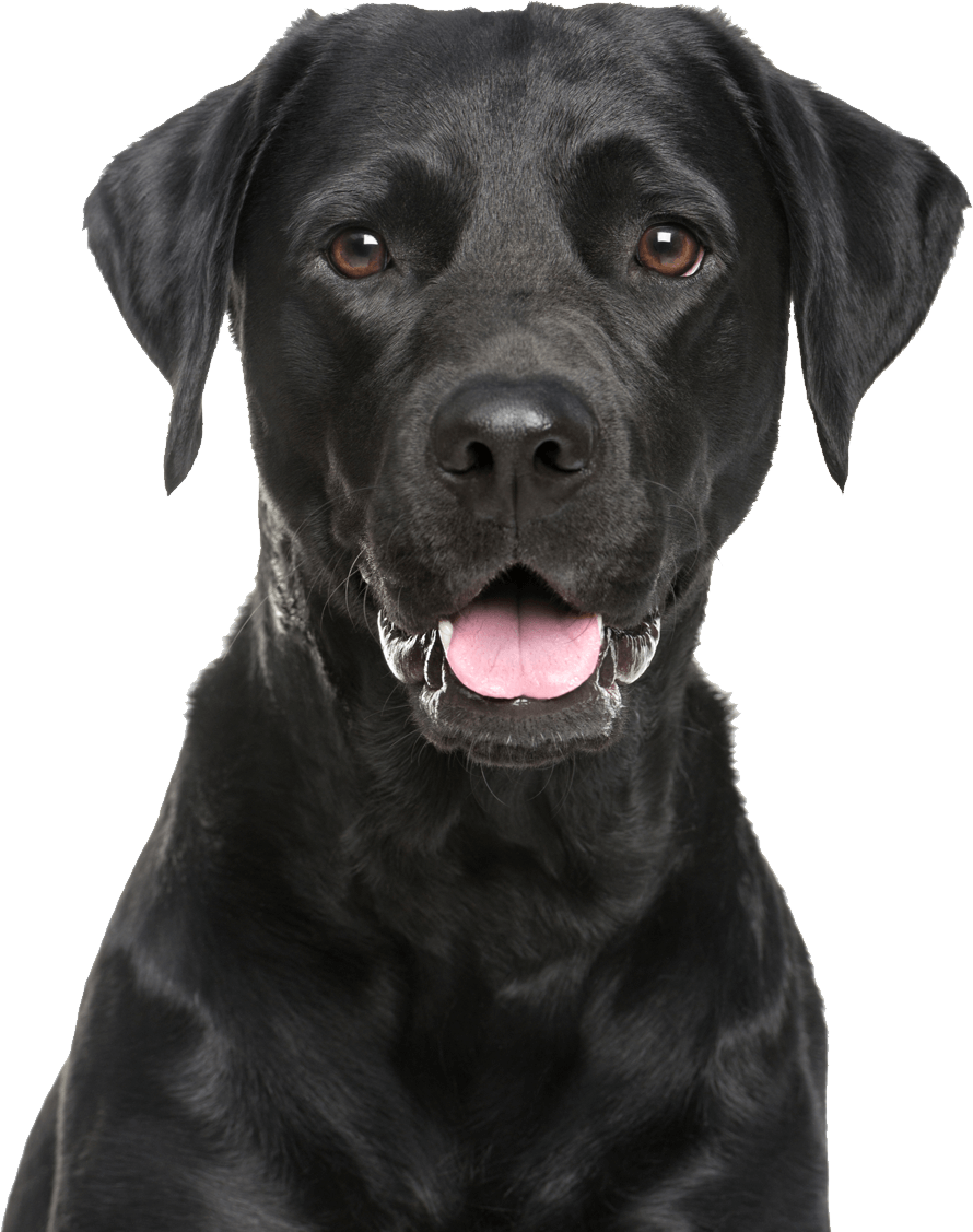 Tongue Black Labrador Dog Free Clipart HD Transparent PNG Image