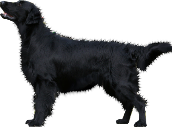 Black Young Dog PNG Download Free Transparent PNG Image