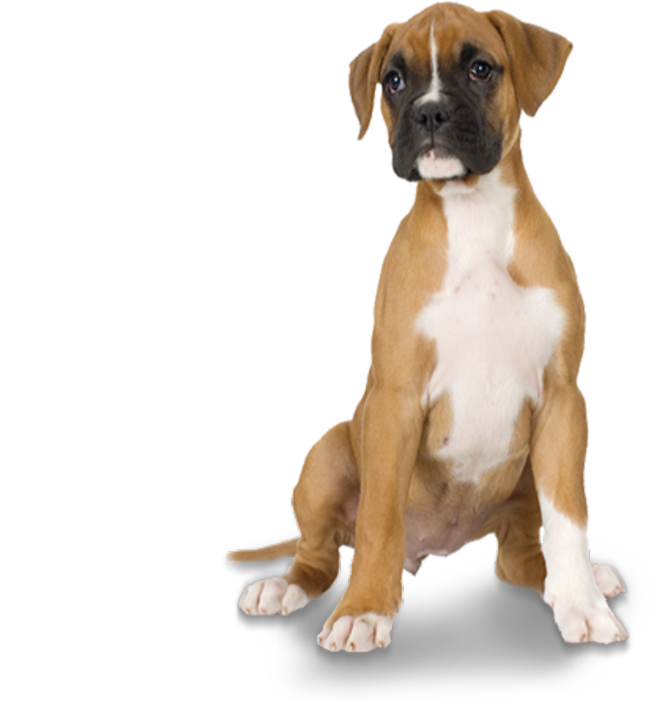 Boxer Young Dog Free Download PNG HD Transparent PNG Image