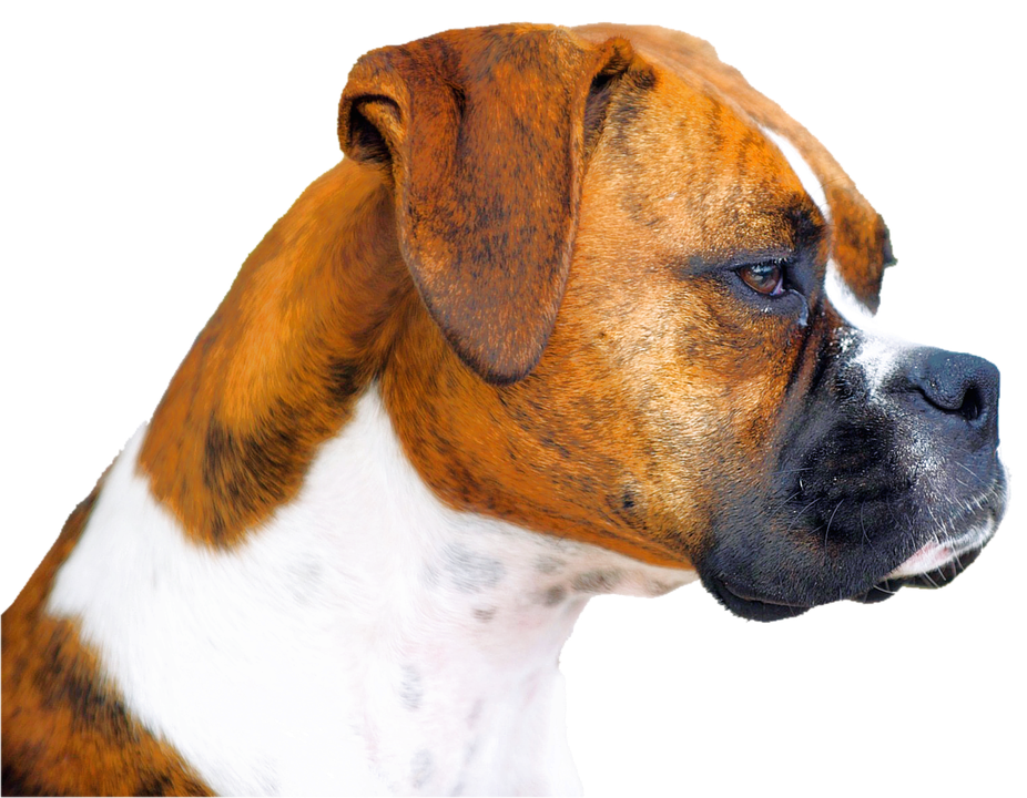 Boxer Dog Face HQ Image Free Transparent PNG Image