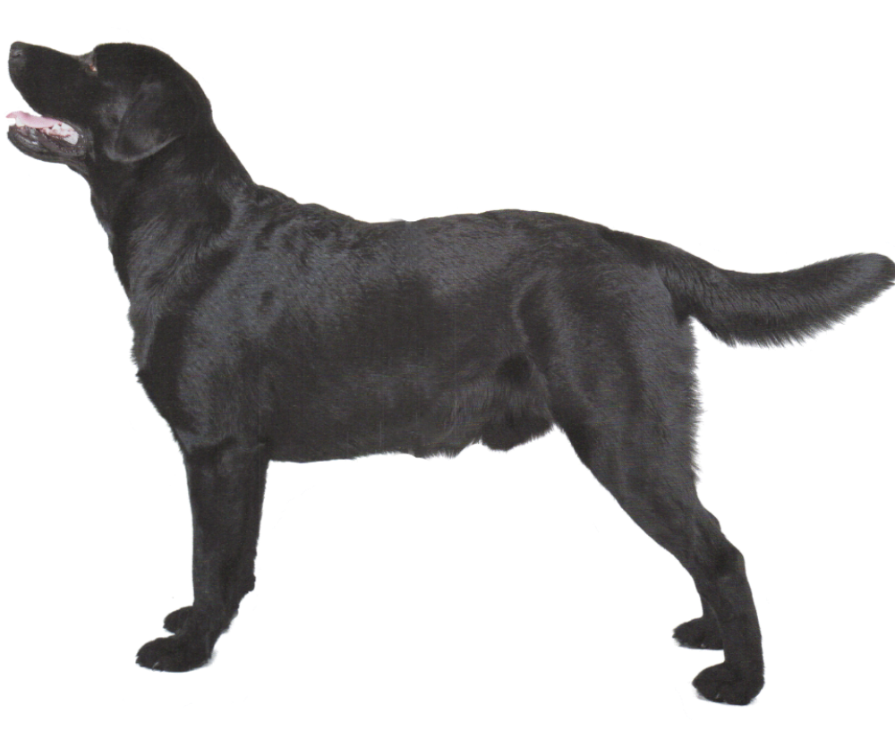 Dog Black Labrador Retriever Free Download PNG HD Transparent PNG Image