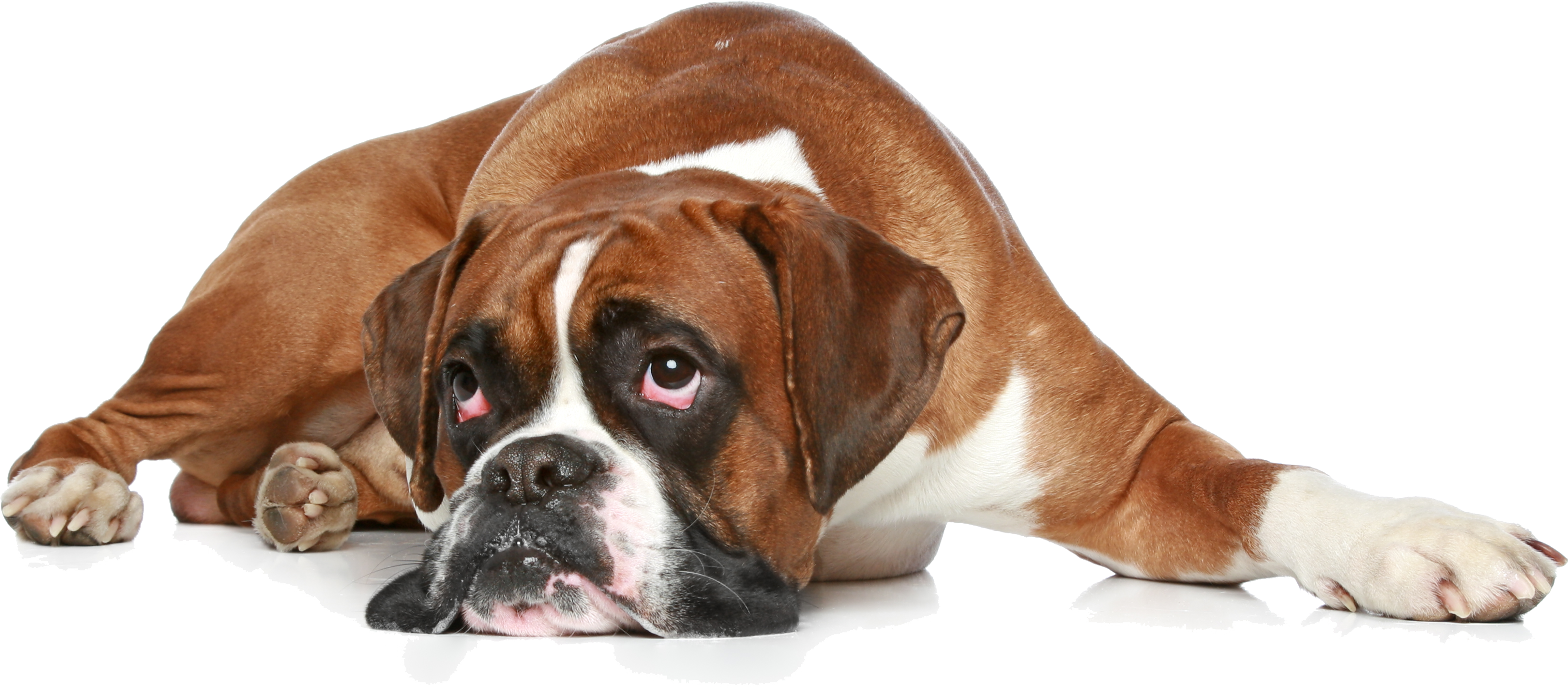 Boxer Dog Sad Free Download PNG HQ Transparent PNG Image