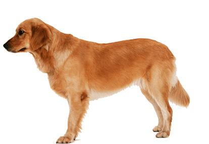 Dog Png Image Transparent PNG Image