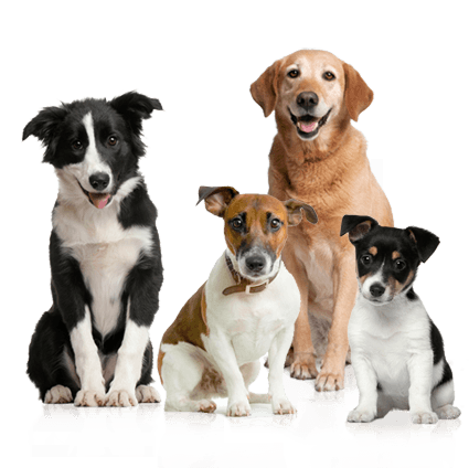 Dog Png Image Picture Download Dogs Transparent PNG Image