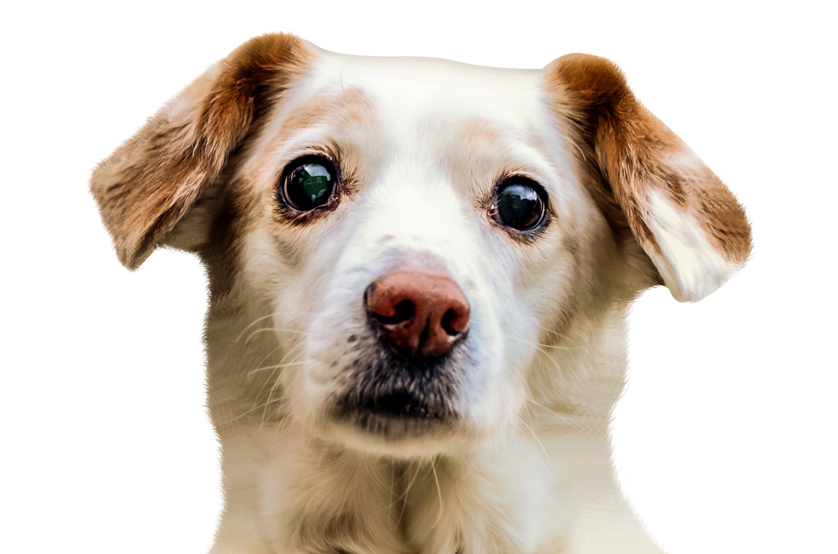 Dog Face Free PNG HQ Transparent PNG Image