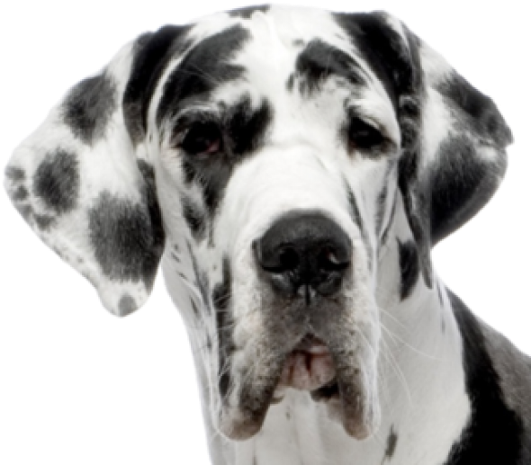 Dog Face Free Photo Transparent PNG Image