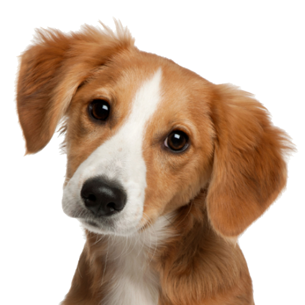 Puppy Dog Face Free Transparent Image HD Transparent PNG Image