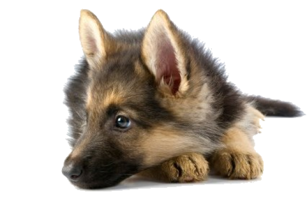 Puppy Dog Face HQ Image Free Transparent PNG Image