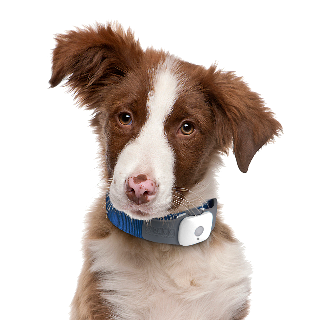 Puppy Pic Dog Face Download Free Image Transparent PNG Image