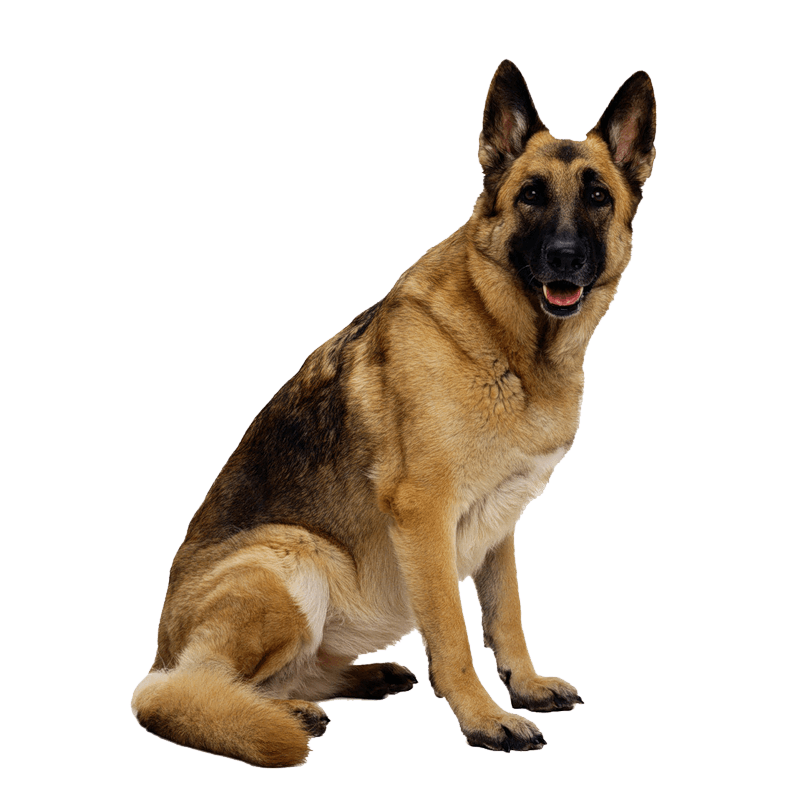 Dog Png Image Picture Download Dogs Transparent PNG Image