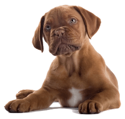 Dog Png Image Picture Download Dogs Transparent PNG Image