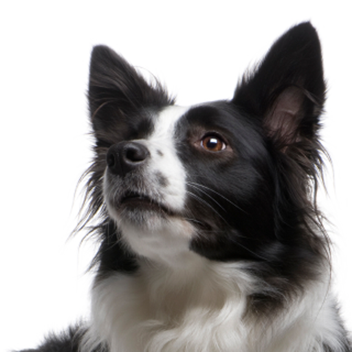 Border Collie Transparent Transparent PNG Image