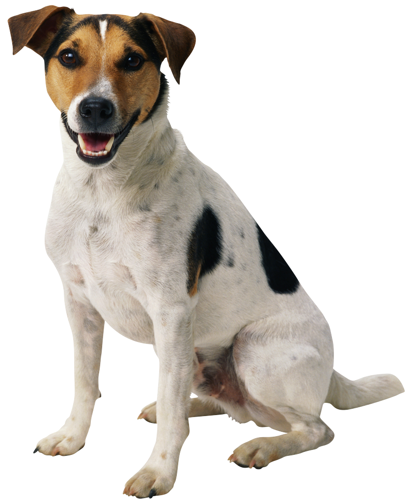 Dog Transparent PNG Image