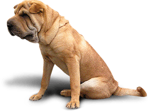 Dog Png Image Transparent PNG Image