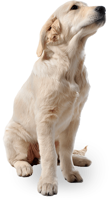 Dog Png Image Picture Download Dogs Transparent PNG Image