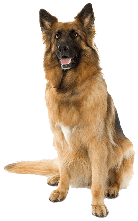 Dog Png Image Picture Download Dogs Transparent PNG Image