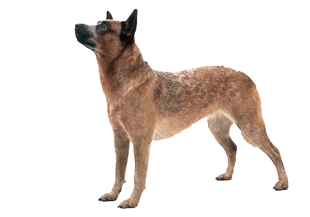 Dog Png Image Picture Download Dogs Transparent PNG Image