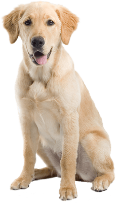 Dog Png Image Transparent PNG Image