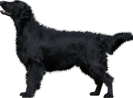 Dog Png Image Picture Download Dogs Transparent PNG Image