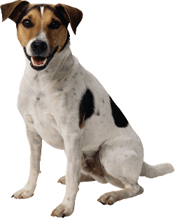 Dog Png Image Picture Download Dogs Transparent PNG Image