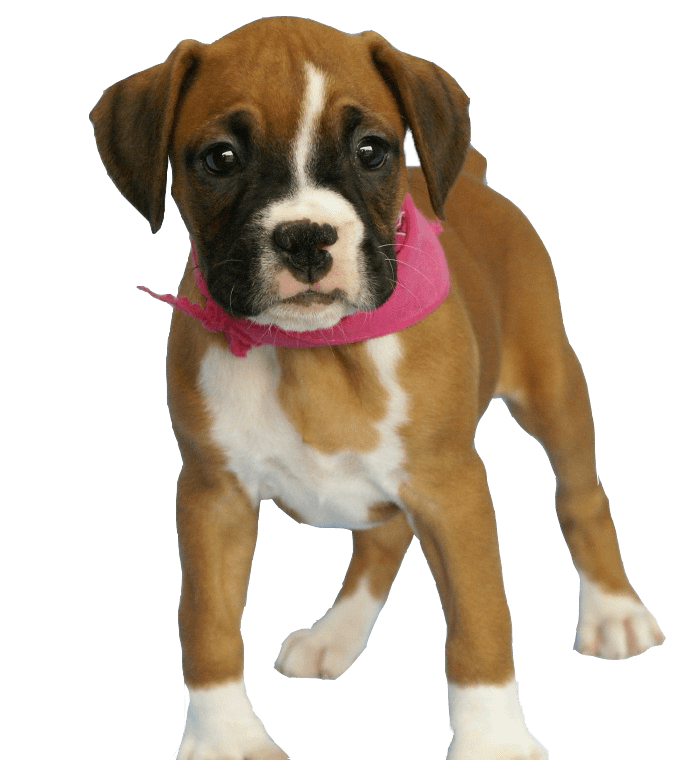 Dog Png Image Picture Download Dogs Transparent PNG Image