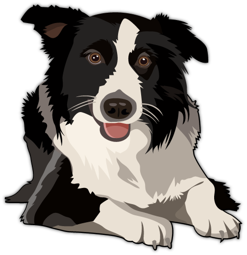 Border Collie Clipart Transparent PNG Image