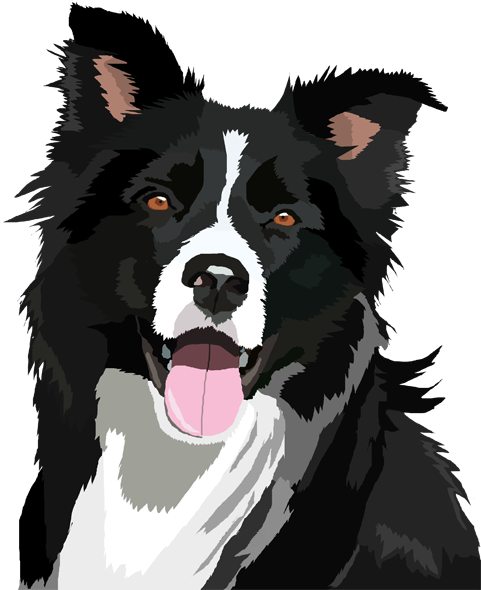 Border Collie File Transparent PNG Image