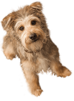 Small Puppy Png Image Picture Download Dogs Transparent PNG Image