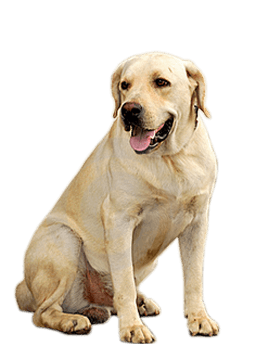 Small Puppy Png Image Picture Download Dogs Transparent PNG Image