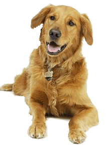 Dog Png Image Transparent PNG Image