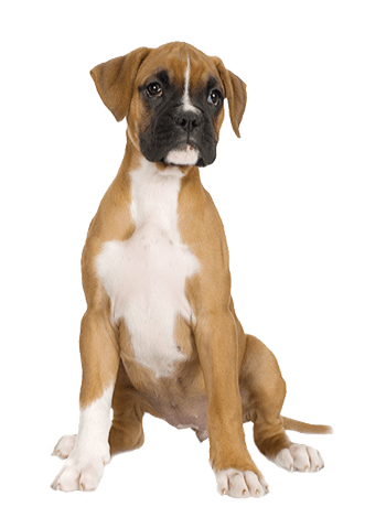 Dog Png Image Picture Download Dogs Transparent PNG Image