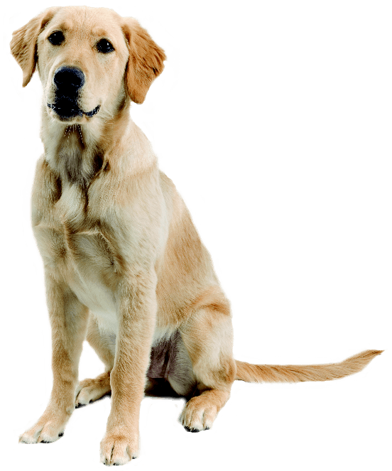 Dog Png Image Picture Download Dogs Transparent PNG Image